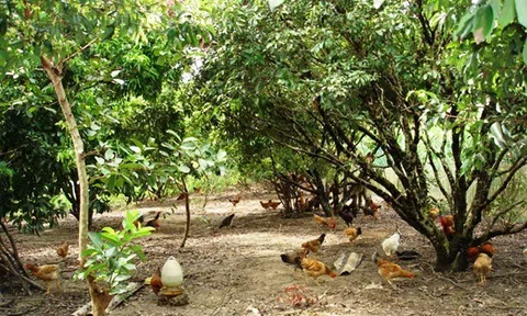 Bàn thêm về một số mô hình trang trại ở Việt Nam