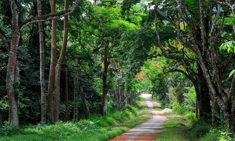 Ngành Lâm nghiệp Việt Nam đã trải qua 77 năm phát triển