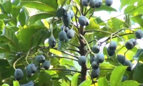 Trồng cây trám đen bằng phương pháp chiết ghép