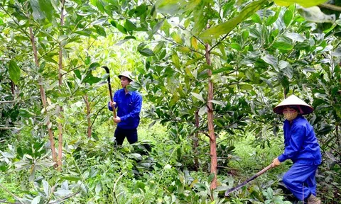 Tuyên Quang: Từng bước Phát triển lâm nghiệp bền vững