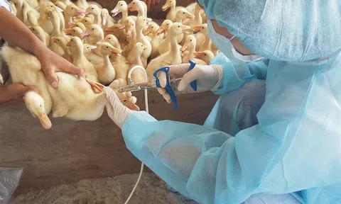 Bắc Ninh: Từ ngày 14/10, tiêm đồng loạt vắc xin phòng bệnh cho đàn gia súc, gia cầm