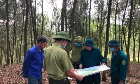 Hòa Bình: Triển khai Chương trình phát triển lâm nghiệp bền vững giai đoạn 2021-2025