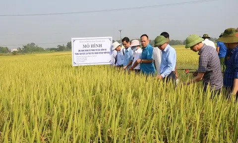 Bắc Giang: Nhiều lợi ích từ ứng dụng thiết bị bay không người lái để phòng trừ sâu, bệnh hại trong sản xuất lúa theo tiêu chuẩn VietGAP