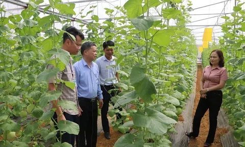 Yên Bái: Hiệu quả từ nguồn Quỹ hỗ trợ nông dân ở Trấn Yên