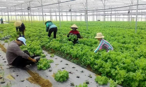 Thúc đẩy tích tụ, tập trung đất đai để phát triển nông nghiệp quy mô lớn