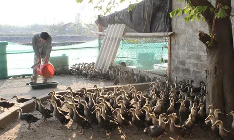 Hòa Bình: Nghiên cứu đề tài bảo tồn và phát triển nguồn gen vịt Bầu Bến