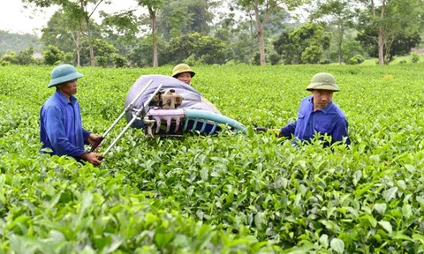 Tuyên Quang: Xây dựng lực lượng lao động nông thôn có kiến thức, tay nghề cao