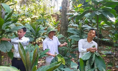 Yên Bái: Huyện Trấn Yên phát triển 4 sản phẩm đặc sản hữu cơ