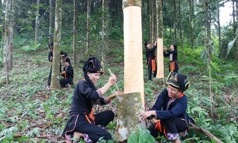 Yên Bái:“Vàng xanh” của người Dao Viễn Sơn