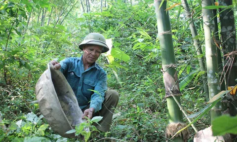 Thanh Hóa: Cây luồng một đời thủy chung...