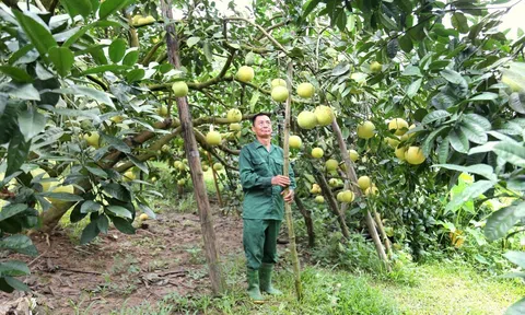 Tuyên Quang: Thoát nghèo nhờ trồng bưởi đường