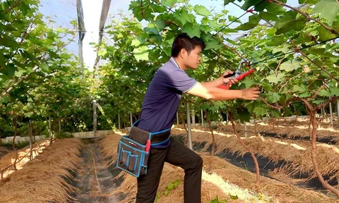 Hưng Yên: Khởi nghiệp từ trồng nho sữa Hàn Quốc
