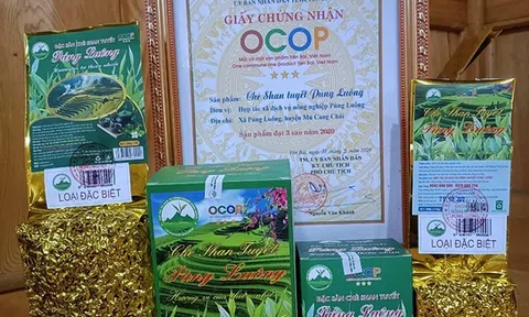 Yên Bái: Chè Shan tuyết Púng Luông - Thương hiệu sản phẩm OCOP
