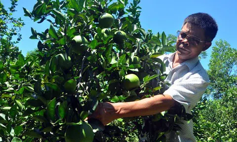 Bắc Ninh: Đổi tên Hội Làm vườn các huyện, thành phố thành Hội Nông nghiệp và PTNT