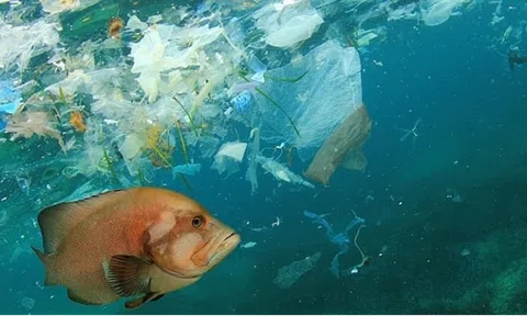 Đẩy mạnh truyền thông chính sách tài nguyên và môi trường giai đoạn 2022 - 2027