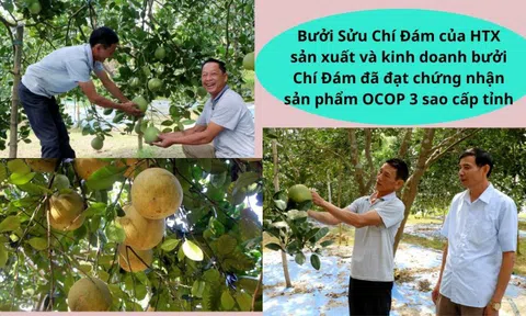 Phú Thọ: Bưởi Chí Đám (Đoan Hùng) giữ vững thương hiệu và phát triển