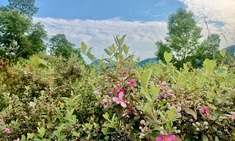 Bắc Kạn: Đồi sim An Thắng - điểm du lịch cuối tuần