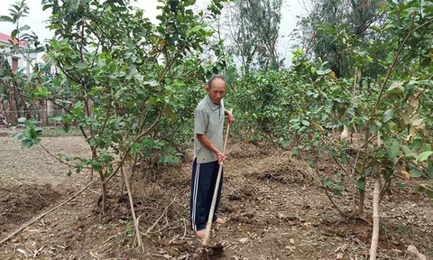 Huyện Quảng Ninh (Quảng Bình) Cải tạo vườn tạp, xây dựng vườn kiểu mẫu