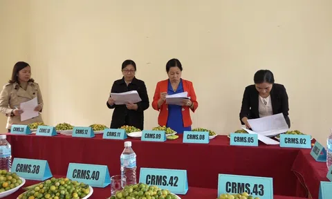 Lạng Sơn: Tuyển chọn các loại giống cây ưu tú