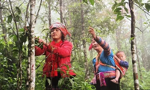 Sản phẩm trà Việt Nam đoạt 4 giải trà thế giới trong Cuộc thi Trà quốc tế tại Paris 2022