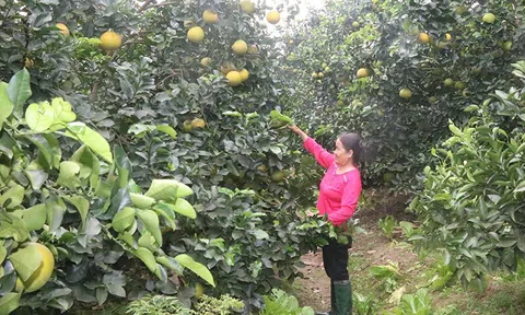 Hưng Yên: Ứng dụng tiến bộ khoa học kỹ thuật trong phát triển cây ăn quả ở Khoái Châu