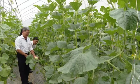 Hiệu quả ứng dụng công nghệ cao trong sản xuất nông nghiệp tại Ninh Bình