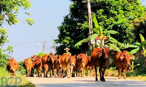 Bắc Giang: Tăng cường phòng, chống dịch bệnh động vật dịp cuối năm 2022 và đầu năm 2023
