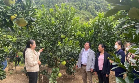 Cao Bằng: Tập huấn kỹ thuật trồng một số cây ăn quả theo hướng VietGap