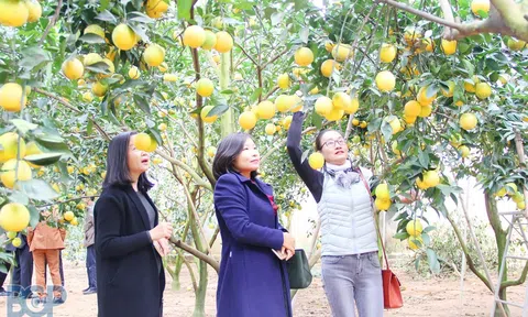 Bắc Giang: Triển khai kế hoạch tổ chức Chương trình Du lịch mùa quả ngọt