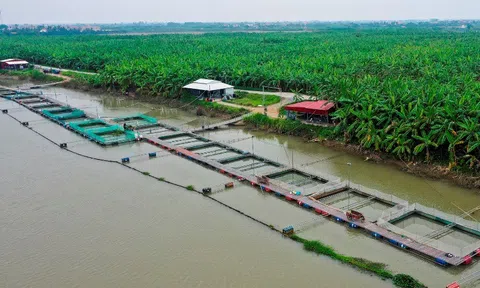 Hải Dương: Trên 7.200 lồng cá nuôi trên mặt nước