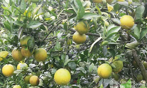 Hòa Bình: Huyện Cao Phong tổ chức lễ hội Cam lần thứ 7