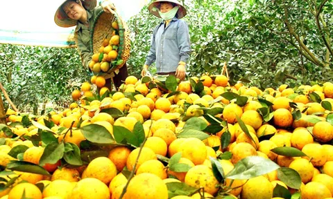 Hòa Bình: Cây ăn quả trở thành “mũi nhọn” trong xóa đói giảm nghèo