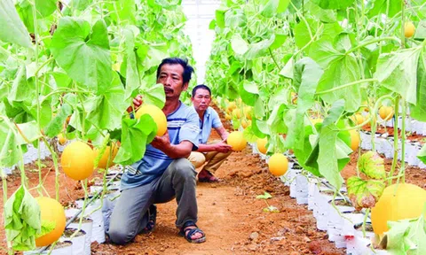 Chuyển đổi cơ cấu cây trồng giúp nông dân làm giàu