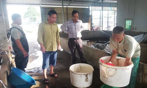 Hưng Yên: Hiệu quả nuôi ghép cá trắm cỏ là chính trong ao