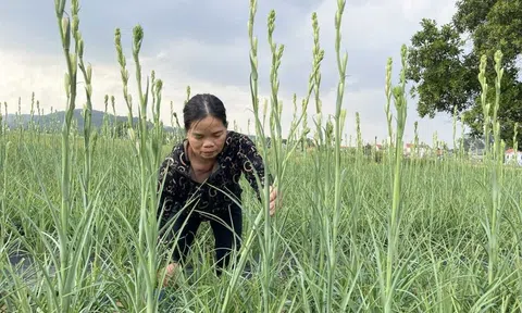 Quảng Ninh: Thu nhập cao từ mô hình trồng hoa huệ