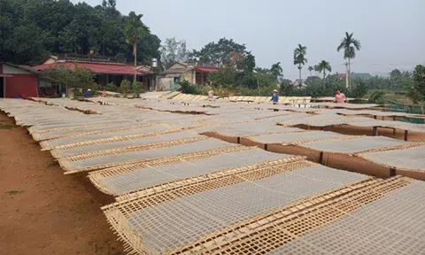 Huyện Trấn Yên (Yên Bái): Xã có nghề chế biến đao riềng đạt chuẩn nông thôn mới nâng cao