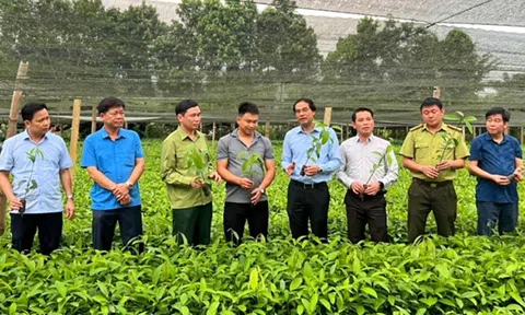 Chàng trai dân tộc Tày làm giàu từ khởi nghiệp ươm Quế giống