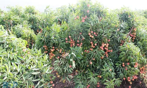 Tân Yên (Bắc Giang) tích cực chuyển đổi cơ cấu cây trồng, nâng cao giá trị trong nông nghiệp