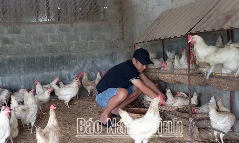 Nông dân Ý Yên (Nam Định) phát triển mô hình gia trại, trang trại