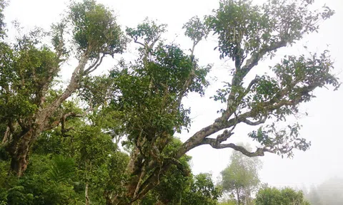Bảo tồn, phát triển các vườn chè Shan cổ thụ