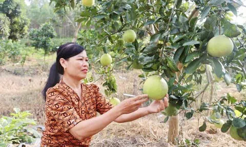 Vĩnh Phúc: Tạo sự chuyển biến tích cực trong nhận thức và hành động giúp phụ nữ phát triển kinh tế