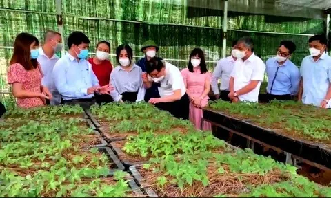 Cơ hội để Điện Biên đưa thế mạnh nông lâm nghiệp vươn xa