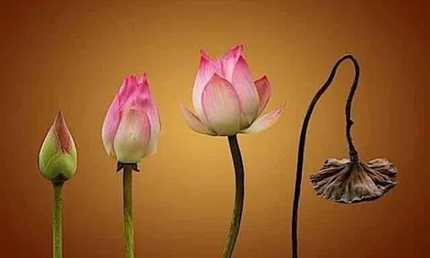 Đời người ngắn lắm hãy trân trọng