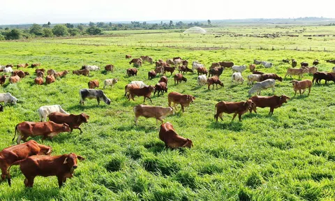 Phát triển doanh nghiệp nông nghiệp những đòi hỏi bức thiết