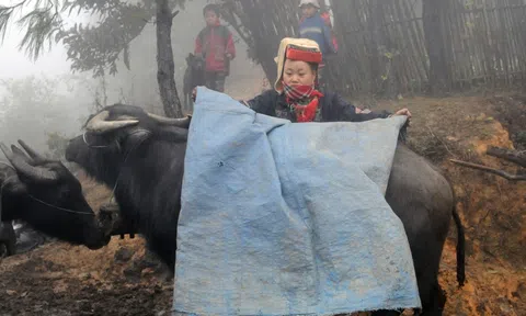 Yên Bái: Tăng cường phòng, chống dịch bệnh, đói rét cho đàn vật nuôi