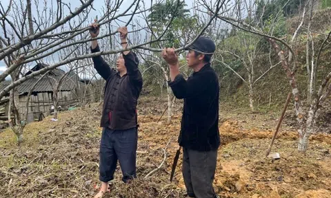 Lào Cai: Xã Sán Chải (Si Ma Cai), tích cực cải tạo và mở rộng diện tích cây ăn quả ôn đới