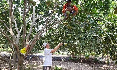 Huyện Thanh Hà (Hải Dương): quy hoạch thêm 335 ha cây ăn quả thành vùng tập trung