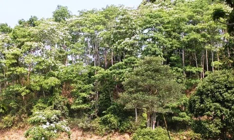 Lai Châu: Chỉ thị về việc tăng cường công tác quản lý bảo vệ rừng và phòng cháy, chữa cháy rừng mùa khô năm 2022 - 2023