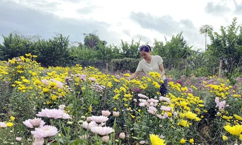 Bắc Kạn thực hiện chuyển đổi cơ cấu cây trồng gần 2.000 ha trên đất lúa