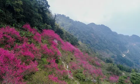 Lạng Sơn: Họp Ban Tổ chức Lễ hội Hoa Đào Xứ Lạng - Xuân Quý Mão năm 2023